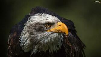 Eagle Bird Birds Wallpaper