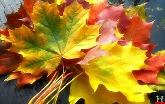 Of Autumn Spring Leaves Wallpaper HD