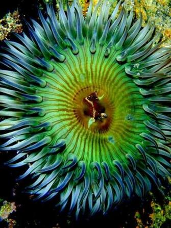 Sea Anemone Wallpaper X HD Res