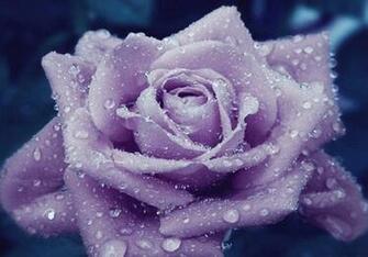 Flowers Pictures Wallpaper Red Roses
