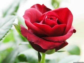Single Red Rose Flowers Flower HD Wallpaper Image Pictures