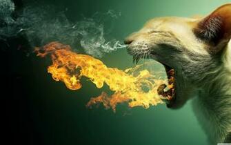 Flaming Cat Funny Creative Animal Wallpaper HD