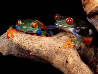 Funny Frog Wallpaper