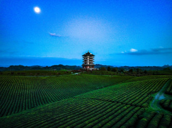 Inpics Premium Spring Tea Harvest In Sw China Xinhua