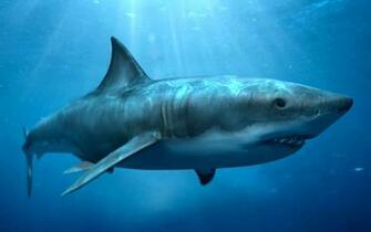 Shark Computer Wallpaper Desktop Background Id