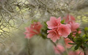 Spring Scenery Wallpaper For Desktop