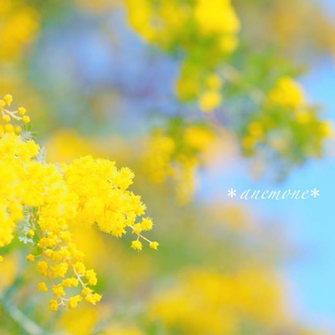 Mimosa Flower Best Background Image Photo