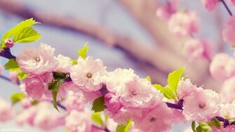 Spring Flower Wallpaper HD