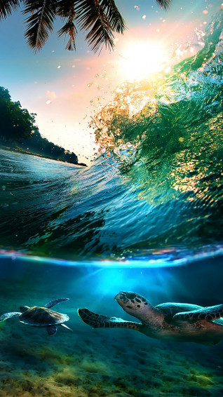Baby Turtle Wallpaper