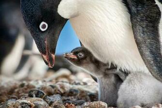 Disneynature Marks Years With Release Of New Film Penguins