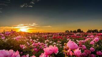 Flowers Flower Peonies Pink Sunset Wallpaper Nature HD For Phone