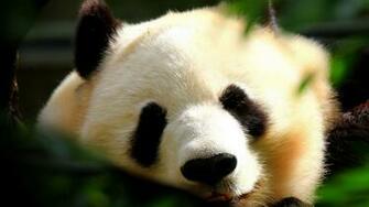 Wallpaper Panda Full HD 1080p Adorable Jpg