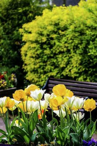 Flower Plant Beautiful Background Sophisticate Nice Nature