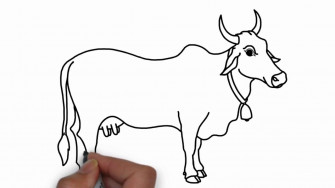 Draw Cow For Kids Colouring With Colore Marker