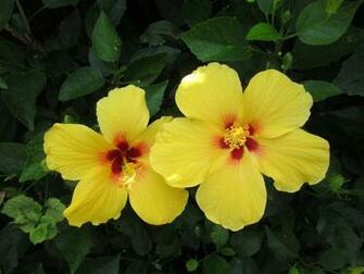 Desktop Wallpaper Yellow Hibiscus Flowers