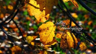 Thanksgiving Wallpaper Photo Kate Net Created