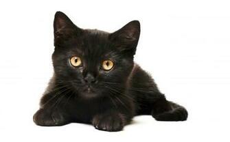 The Gallery For Gt Maine Coon Cat Black And White