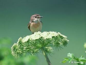 Birds Wallpaper Lovely Bird In Spring Vol No Desktop