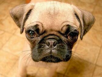 Desktop Wallpaper Gallery Animals Pug Puppy Background