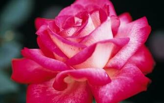 Pretty Pink Rose Wallpaper Colors