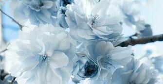 Flowers In Winter Ideas For Re