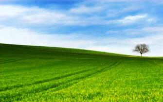 Grassy Hill Wallpaper