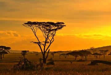 Africa Savana Wallpaper HD Desktop And Mobile Background