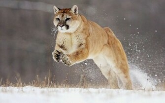 Puma HD Wallpaper
