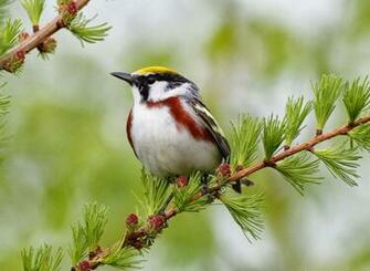 Beautiful Nice And Lovely Birds Image Allfreshwallpaper