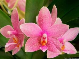 Pink Orchids Wallpaper