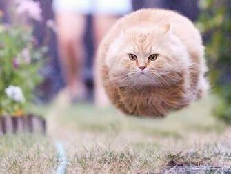 Hover Ball Cat Desktop Laptop Ed In Category