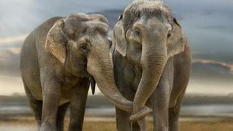 Elephant Computer Wallpaper Desktop Background Id