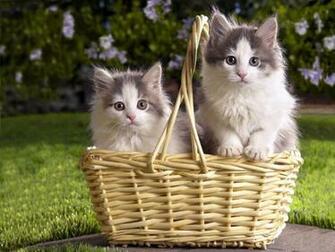 Kittens Cats Parrots And Butterflies Wallpaper