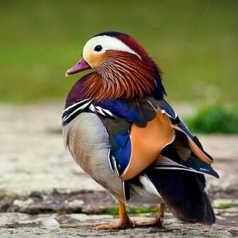 On July By Admin Comments Off Mandarin Duck HD Wallpaper