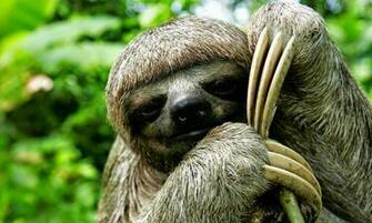 Sloths Photos Wallpaper The Fun Bank