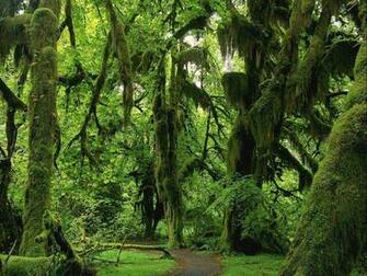 Wallpaper Forest Green Washington Hall Of Mosses Trail In The Hoh