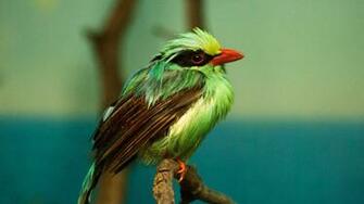 Birds And Blooms Wallpaper Image Crazy Gallery