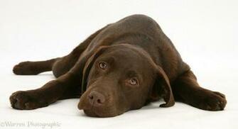 Labrador Chocolate HD Wallpaper Background