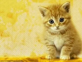 Wallpaper World Cats