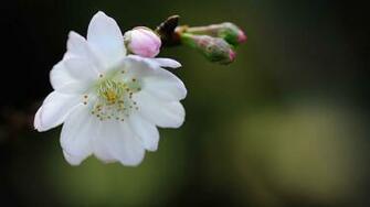 White Flowers Wallpaper