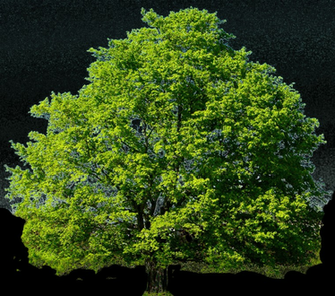 Tree S