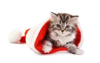Fluffy Cat In Santa Hat Desktop Pc And Mac Wallpaper