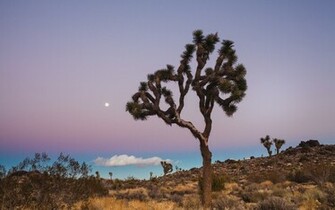 Joshua Tree National Park Desert Plains Fields Trees Plants Bush Grass