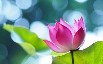 Lotus Flower Beautiful High Quality HD Wallpaper All