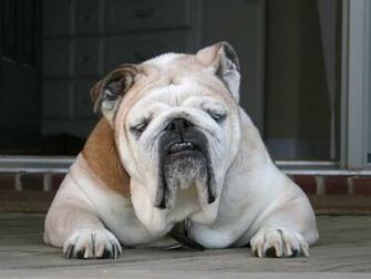 Old English Bulldog Wallpaper High Resolution And Quality