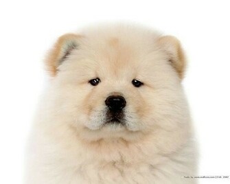 White Dog Wallpaper Background Here You Can See Great