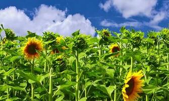 Dell Streak Tablet Pc Wallpaper