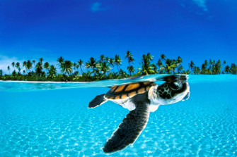 Baby Turtle Wallpaper