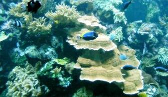 Best Aquarium And Fish Live Wallpaper For Android Authority