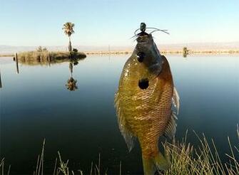 Bluegill Wallpaper The Are Aggressive